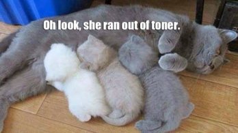 TonerCats.jpg
