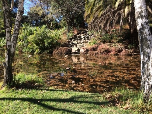 Pond in park.jpg