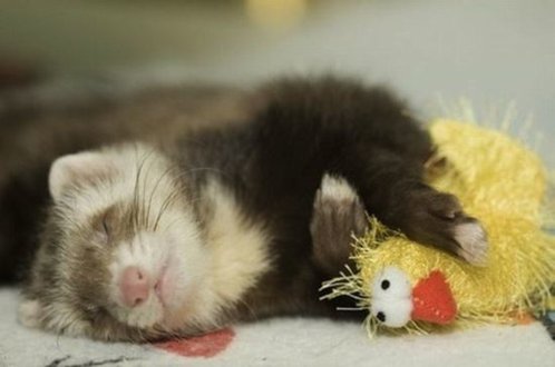 Ferret.jpg
