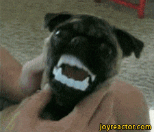 funny-race-dogs-gif-1123447.gif