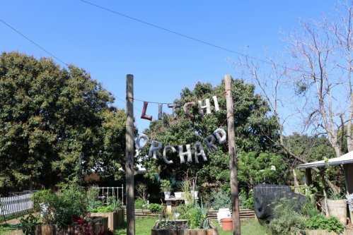 LitchiOrchard02.jpg