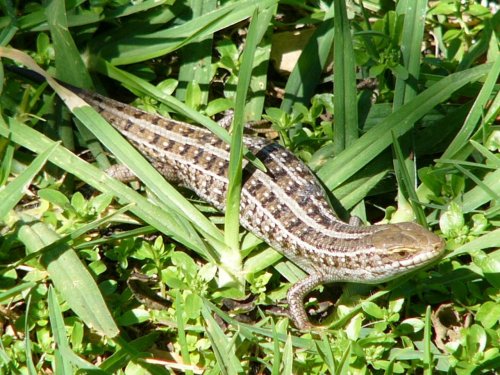 lizard 6.jpg