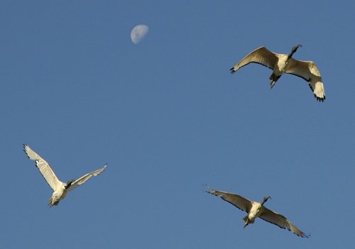 ibis and moon edit.jpg