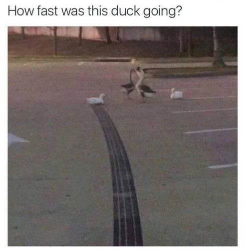 Duck.jpg
