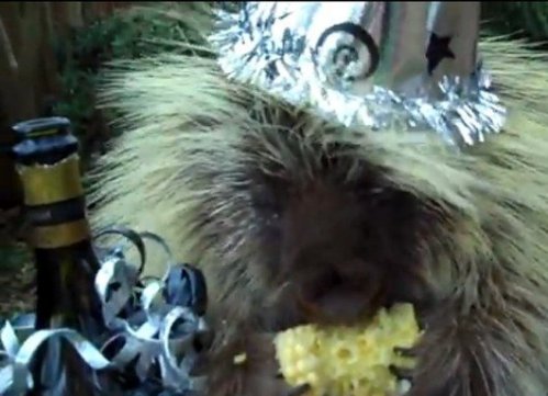 teddy-the-porcupine-happy-new-year.jpg