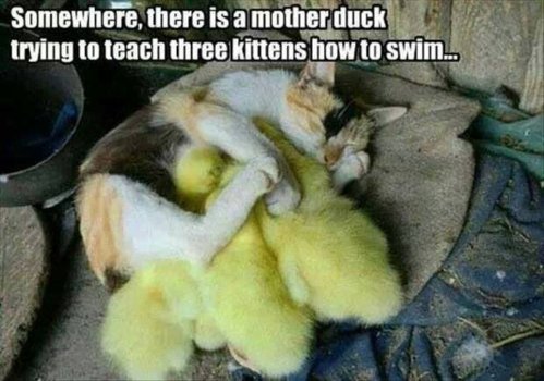 duck-teaches-kittens-to-swim.jpg