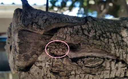 camo.jpg