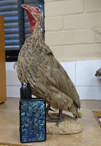 DSC_0446.JPG