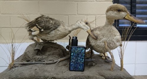 DSC_0447.JPG