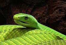 220px-Mamba_Dendroaspis_angusticeps.jpg