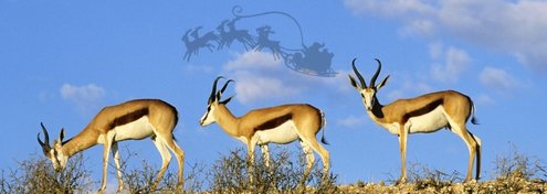 christmas-south-africa.jpg christmas-south-africa.jpg