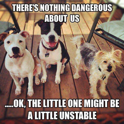There's nothing dangerous about us.jpg