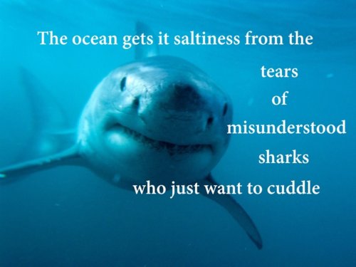 Sharks.jpg