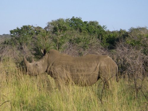 Phinda May 2008 - 59.jpg