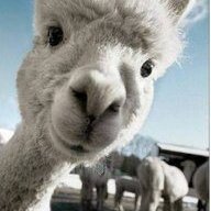 Smoke_A_Llama