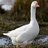 Goose