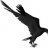 Raven