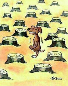 37bd162fbefd388203f11ed4b617dbfb--funny-dogs-too-funny.jpg