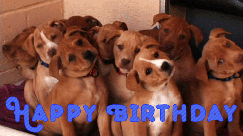30242530cute-puppies-funny-happy-birthday-gif.gif