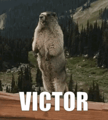 bozocord.gif
