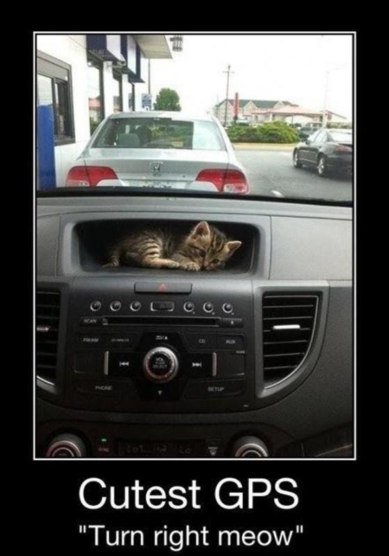 cutest-gps-turn-right-meow-quote-1.jpg