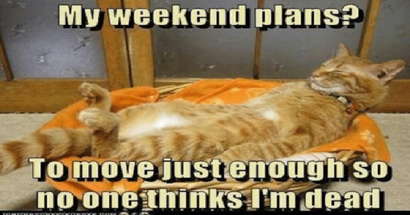 cat-memes