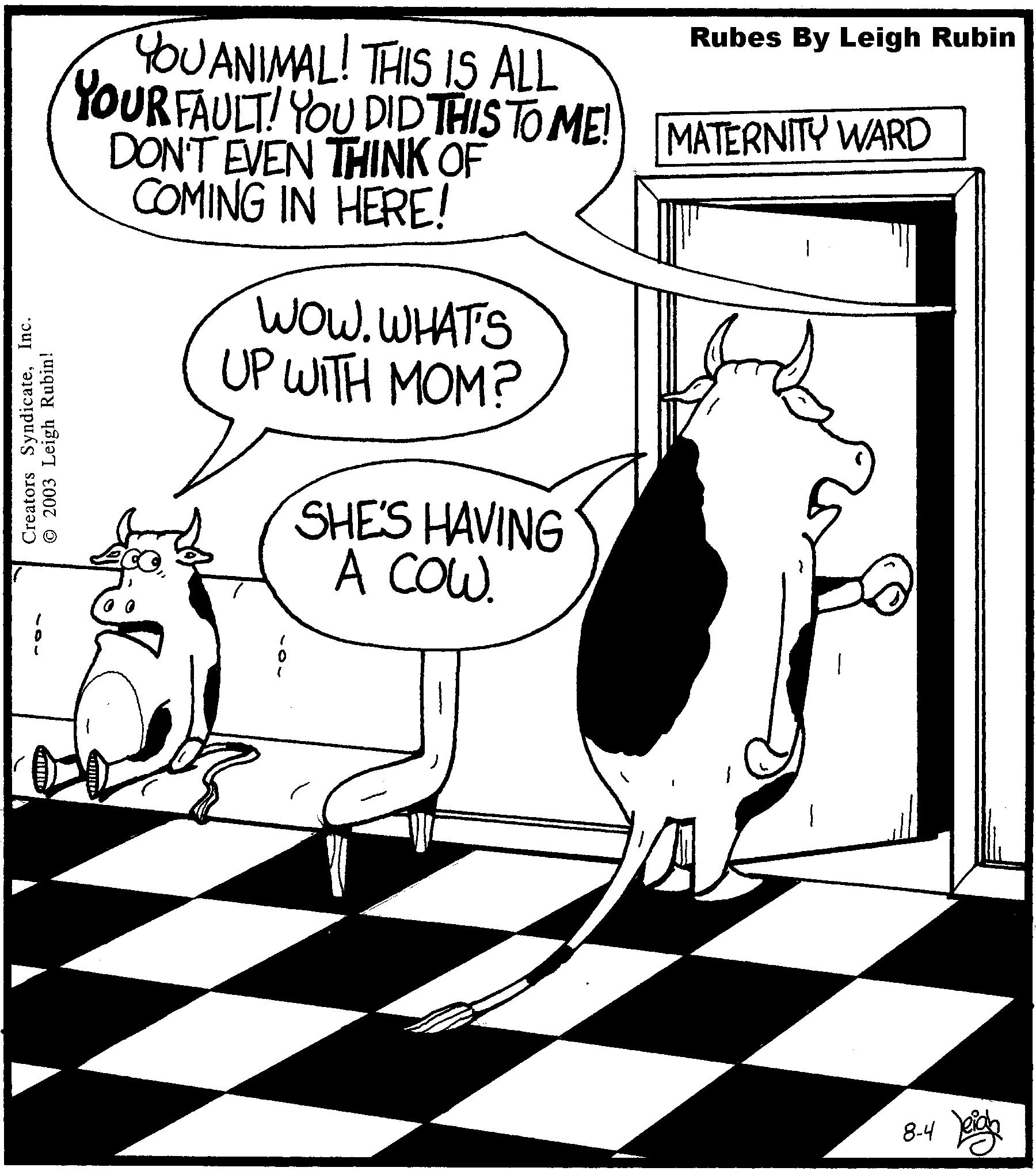cow-having-a-cow.jpg