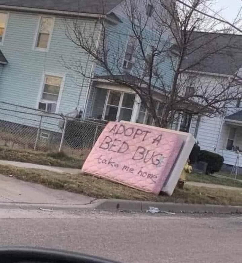Adopt-a-bedbug.jpg