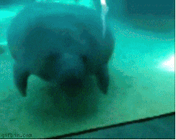 200.gif