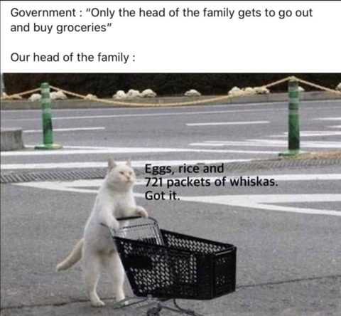 meme-only-head.jpg