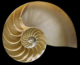 chambered-nautilus-shell-se40.jpg