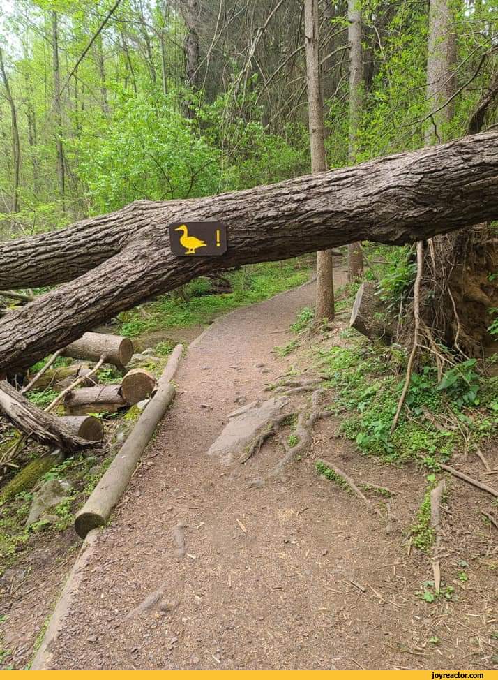 geek-funny-pictures-sign-tree-6054487.jpeg