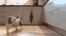 tenor.gif