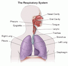 RespiratorySystem-225x220.gif