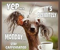 267773-Yep-Its-Definitely-Monday.jpg