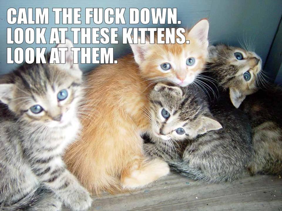 kittens.jpeg