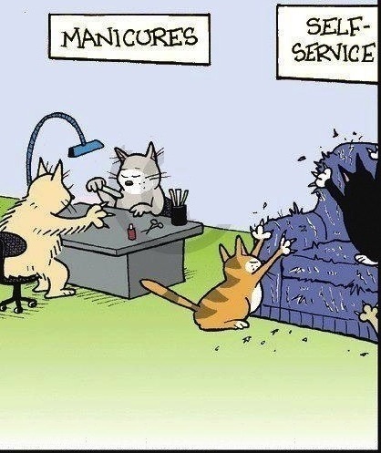cats-manicure-joke-pic.jpg