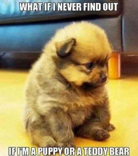 f41aa9610fe0674d8f801185249c0d09--funny-baby-humor-dog-quotes-funny.jpg