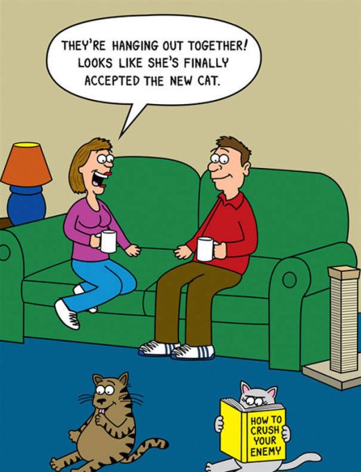 funny-cat-cartoons-6.jpg